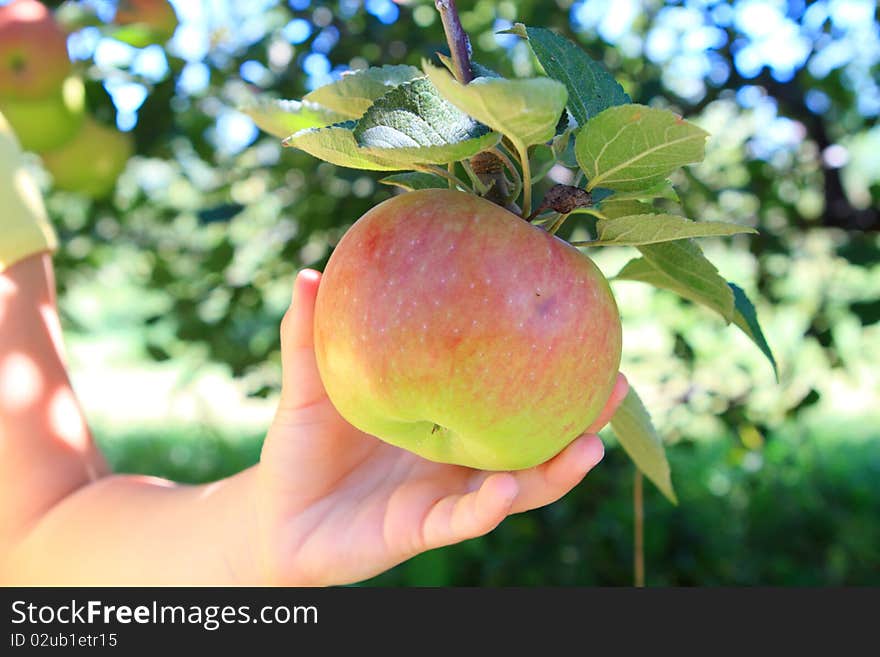 Little child picking apple in the orchard. Little child picking apple in the orchard