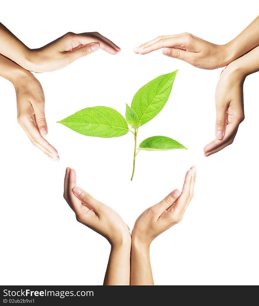 Green plant surrounded by hands on white