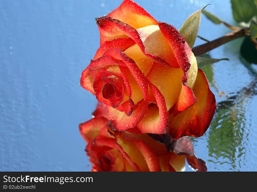 Nice motley wet rose on blue background with reverberation