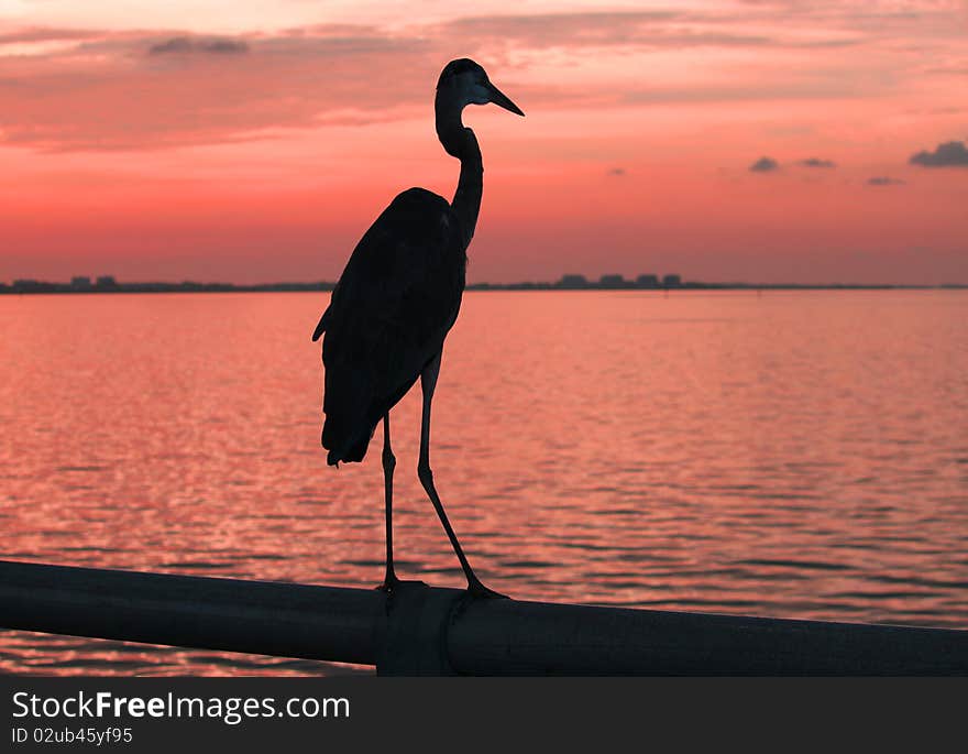 Sunset with snowy egret in Florida