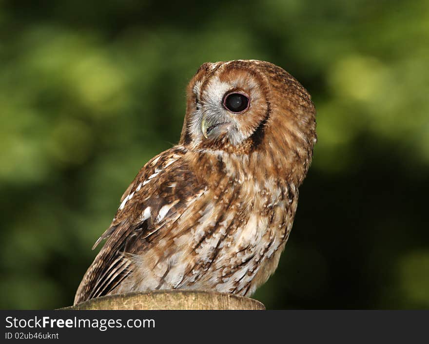 Tawny Owl