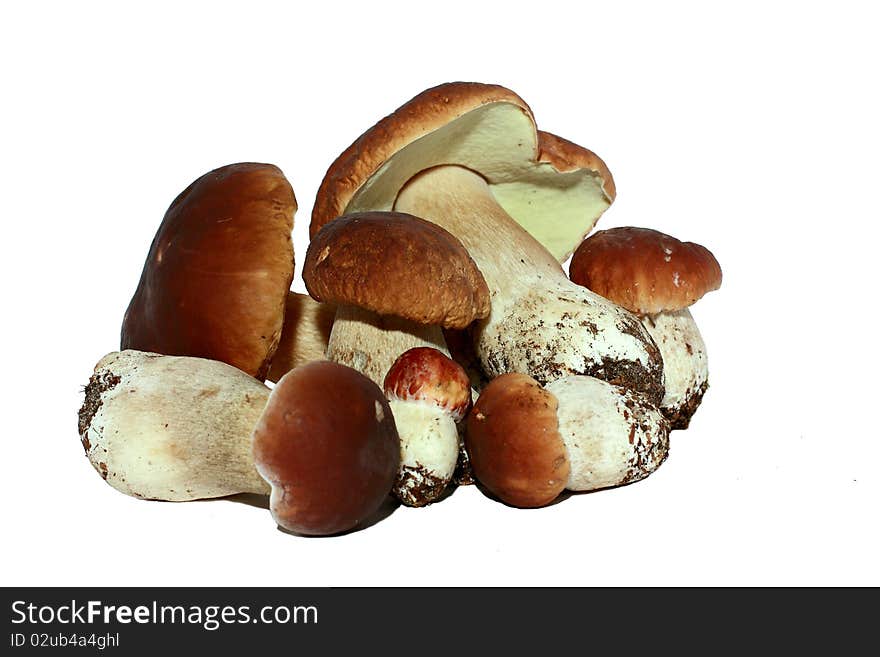 Group of six ceps on a white background