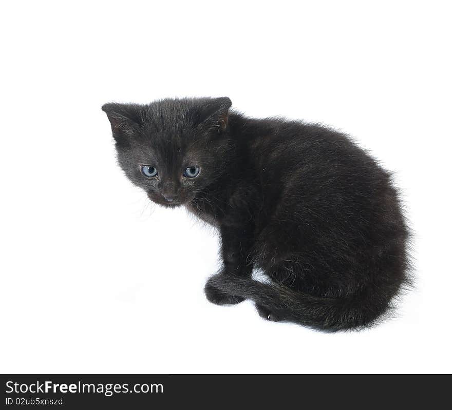 Young cat on white background