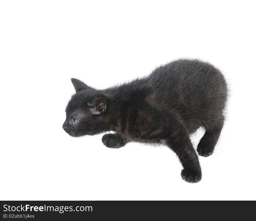 Young cat on white background