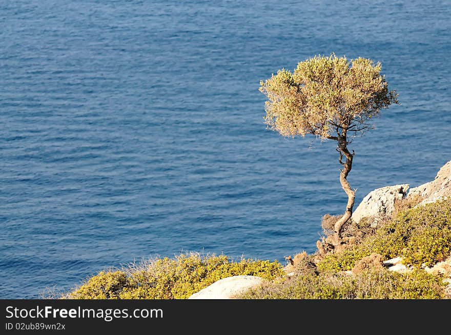 The lonely tree growing on a rock