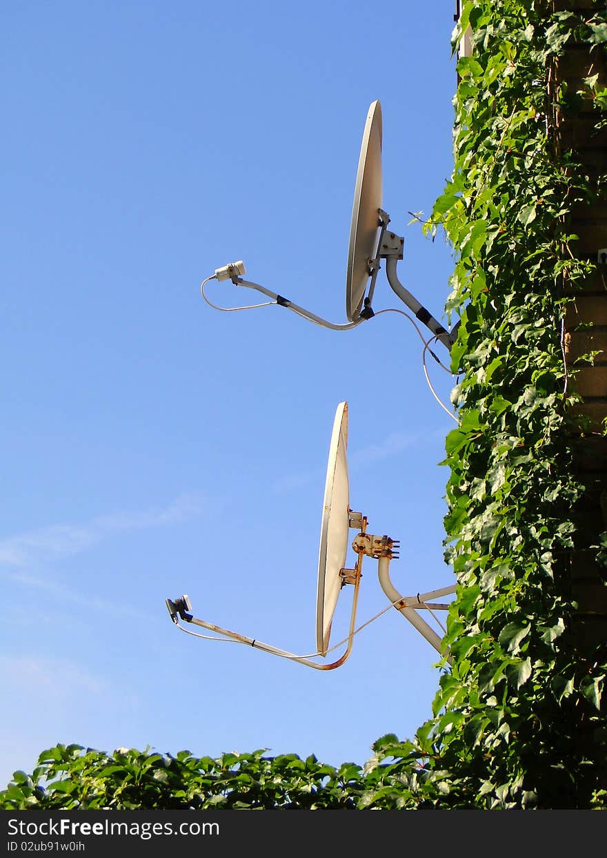 Two satellite dishes on a wall covered by leaves.