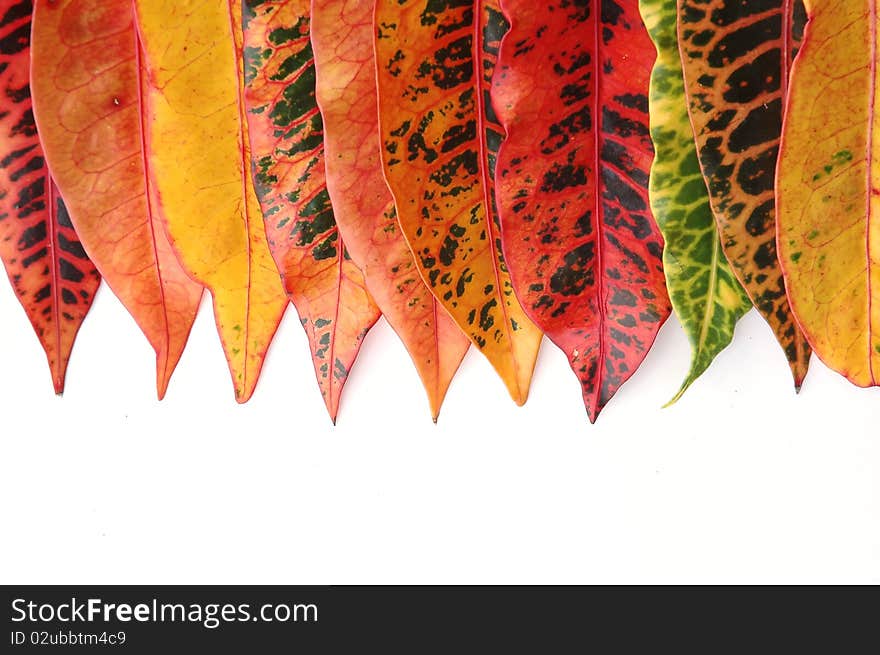 croton leaves on white background