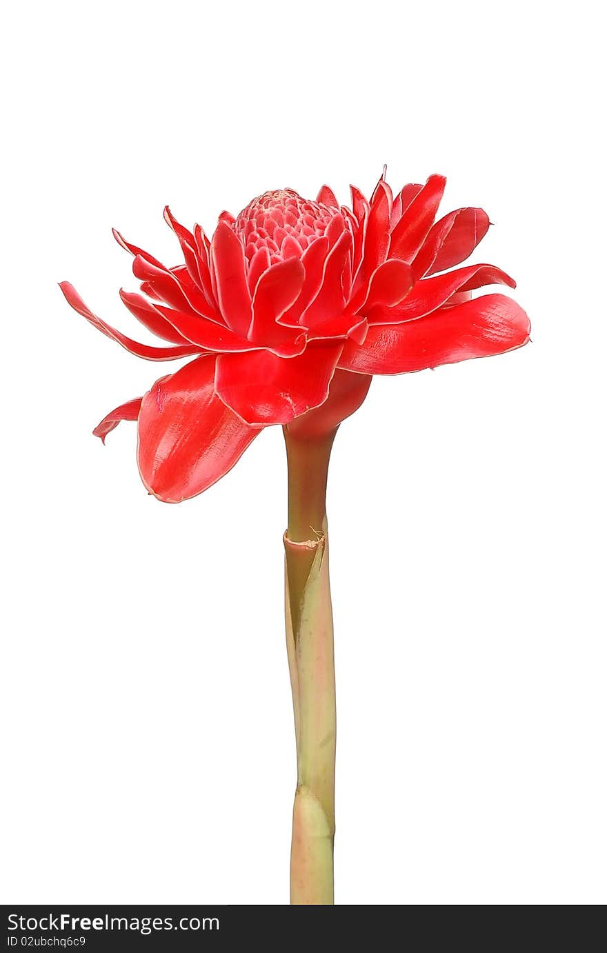 Etlingera Elatior