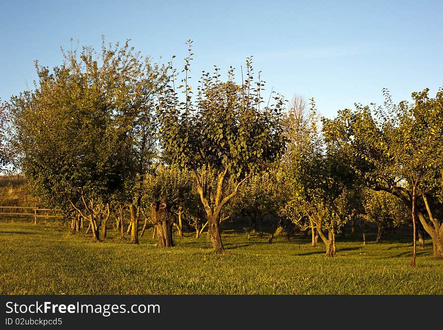 Orchard of a farm in the early morning light. Orchard of a farm in the early morning light