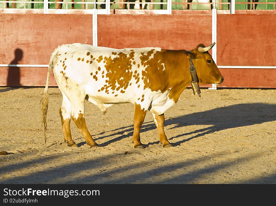 Spanish bull. Bullfight. halters