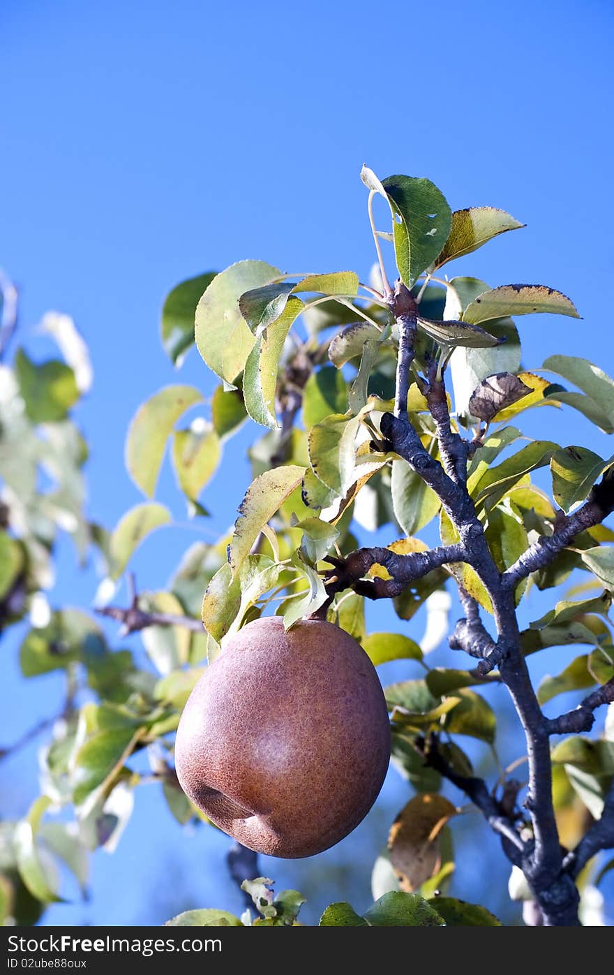 Pear On The Tree