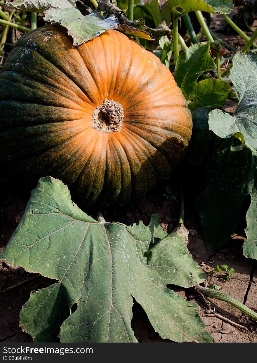 Organic Pumpkin