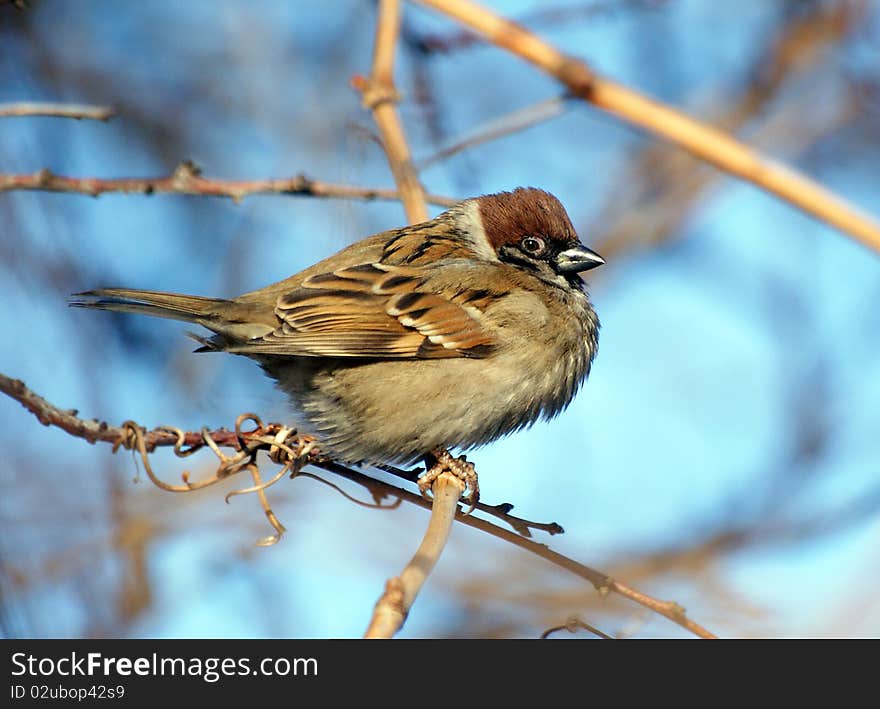 One sparrow sits on a tree branch. One sparrow sits on a tree branch