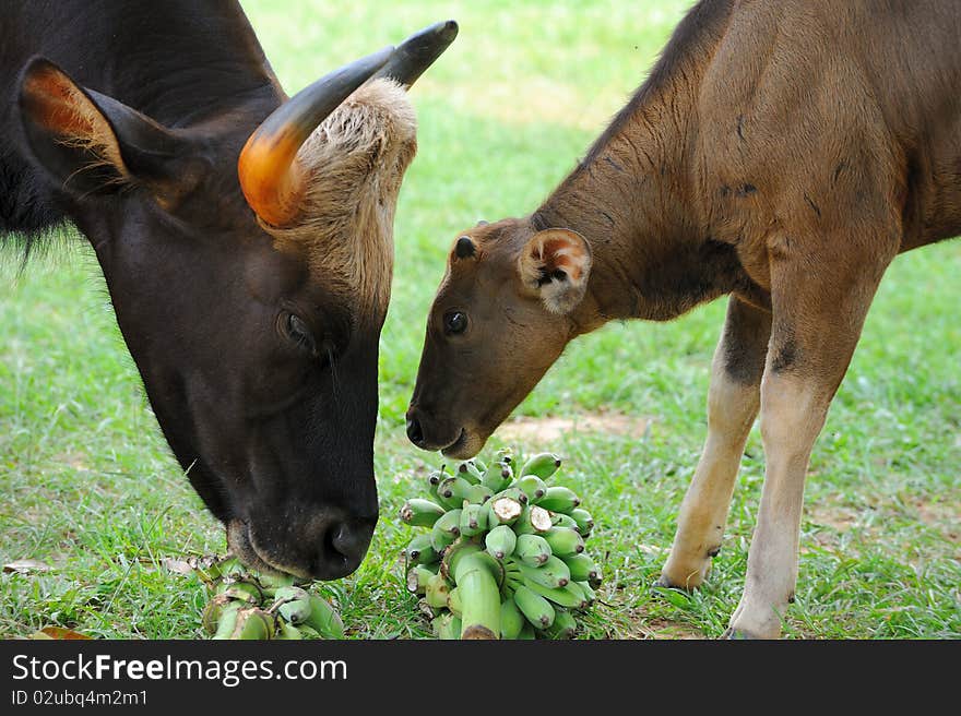 Thai Bison