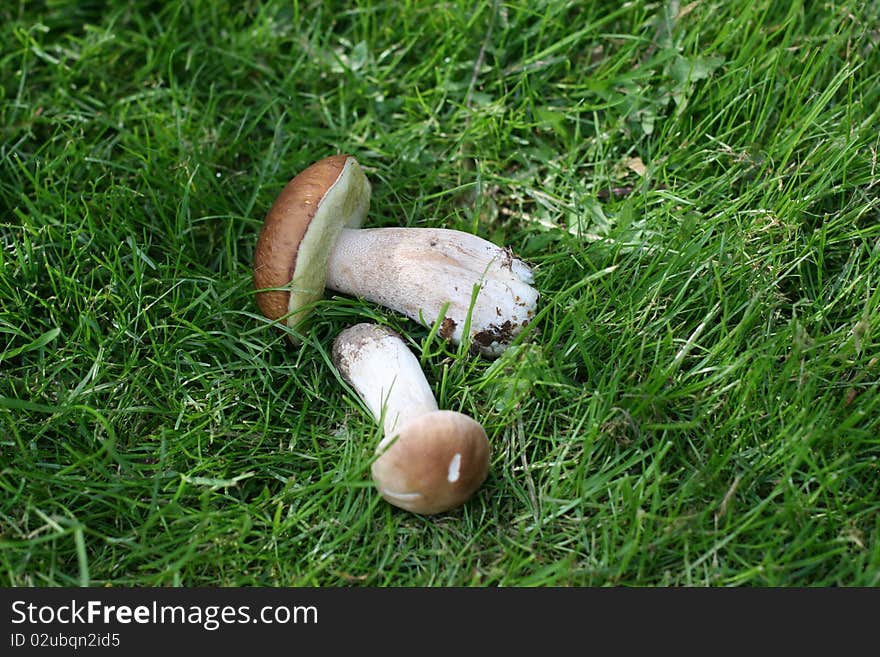 Two mushrooms lying on the grass