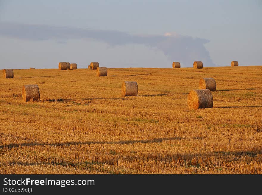 Grain field after harvest - summer