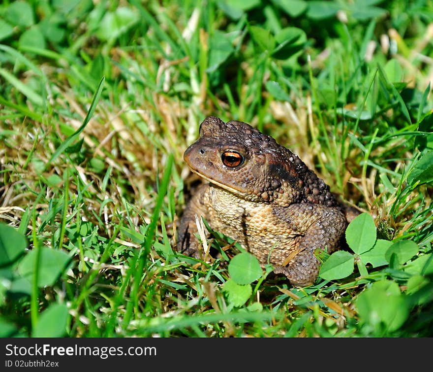 Brown  Frog