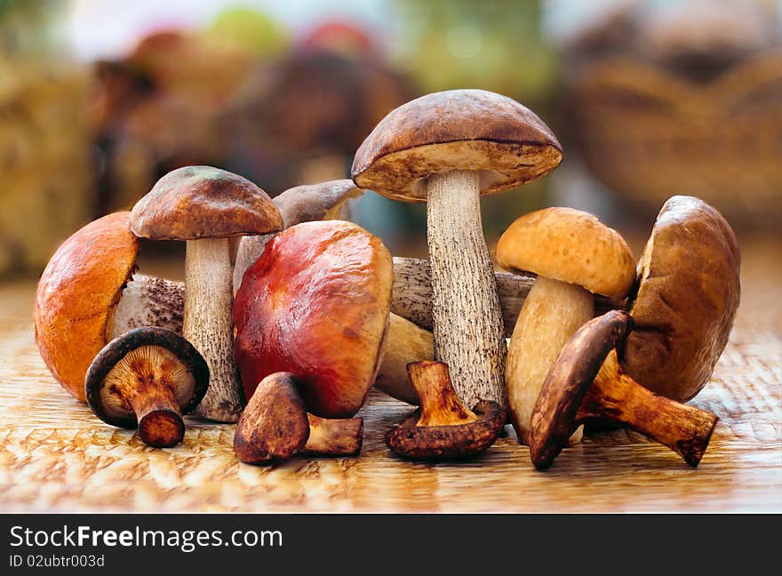 Many species of mushrooms