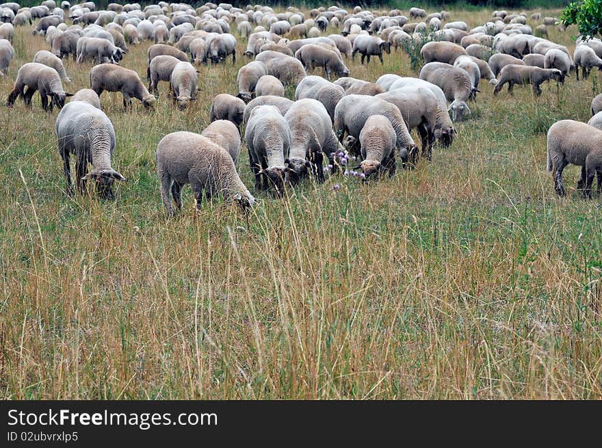 Flock of sheep grazing on a field