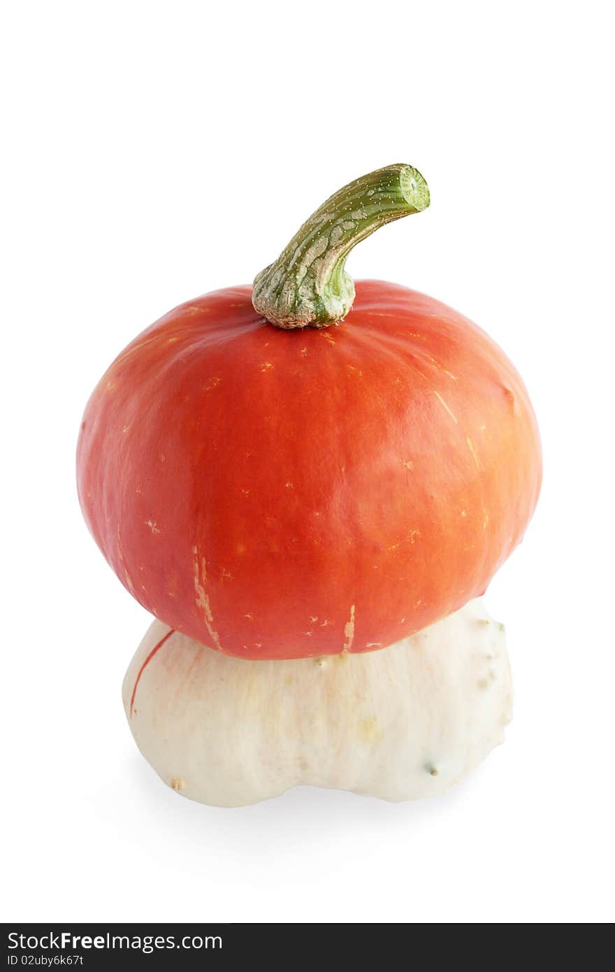 Hybrid pumpkin isolated against the white background