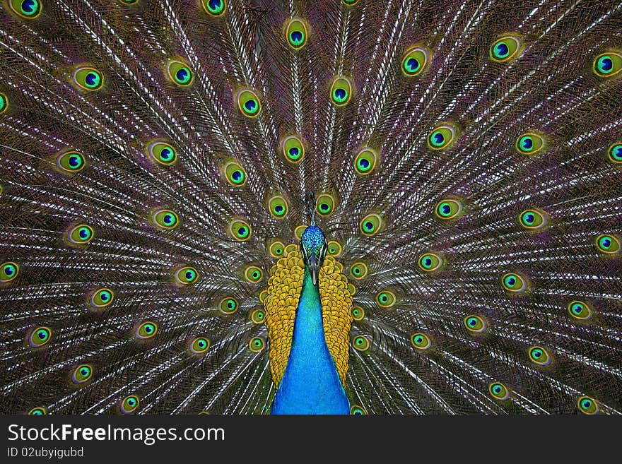 A beautiful peackoc with majestuosy  explotion of feathers and colors. A beautiful peackoc with majestuosy  explotion of feathers and colors.