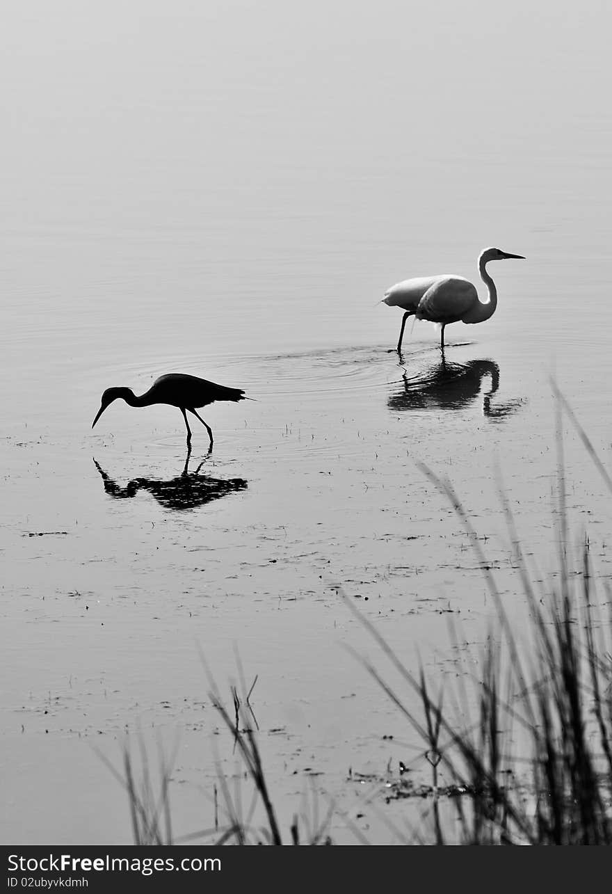 Pair Of Birds In Black And White