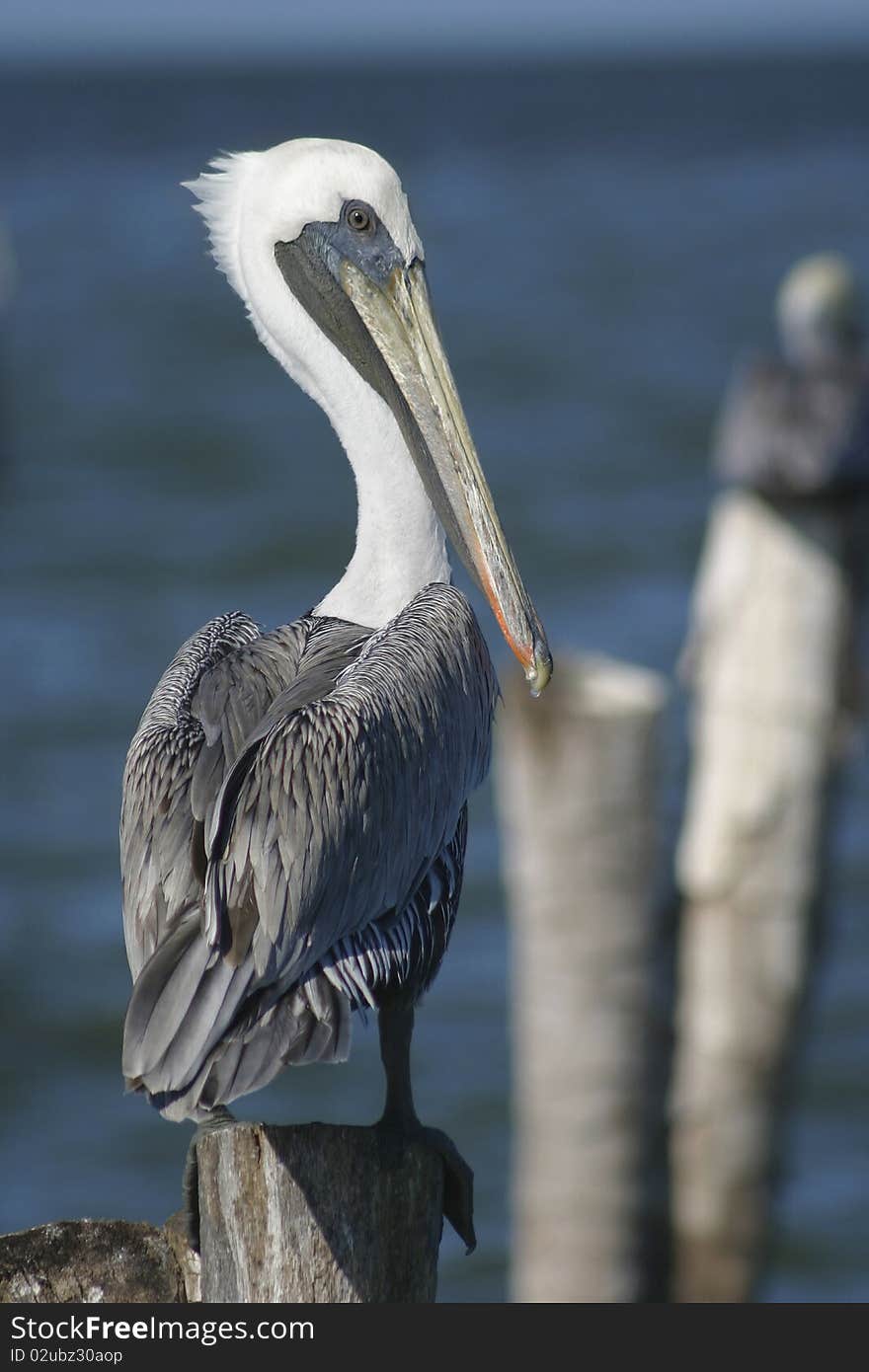 Pelican and Sea