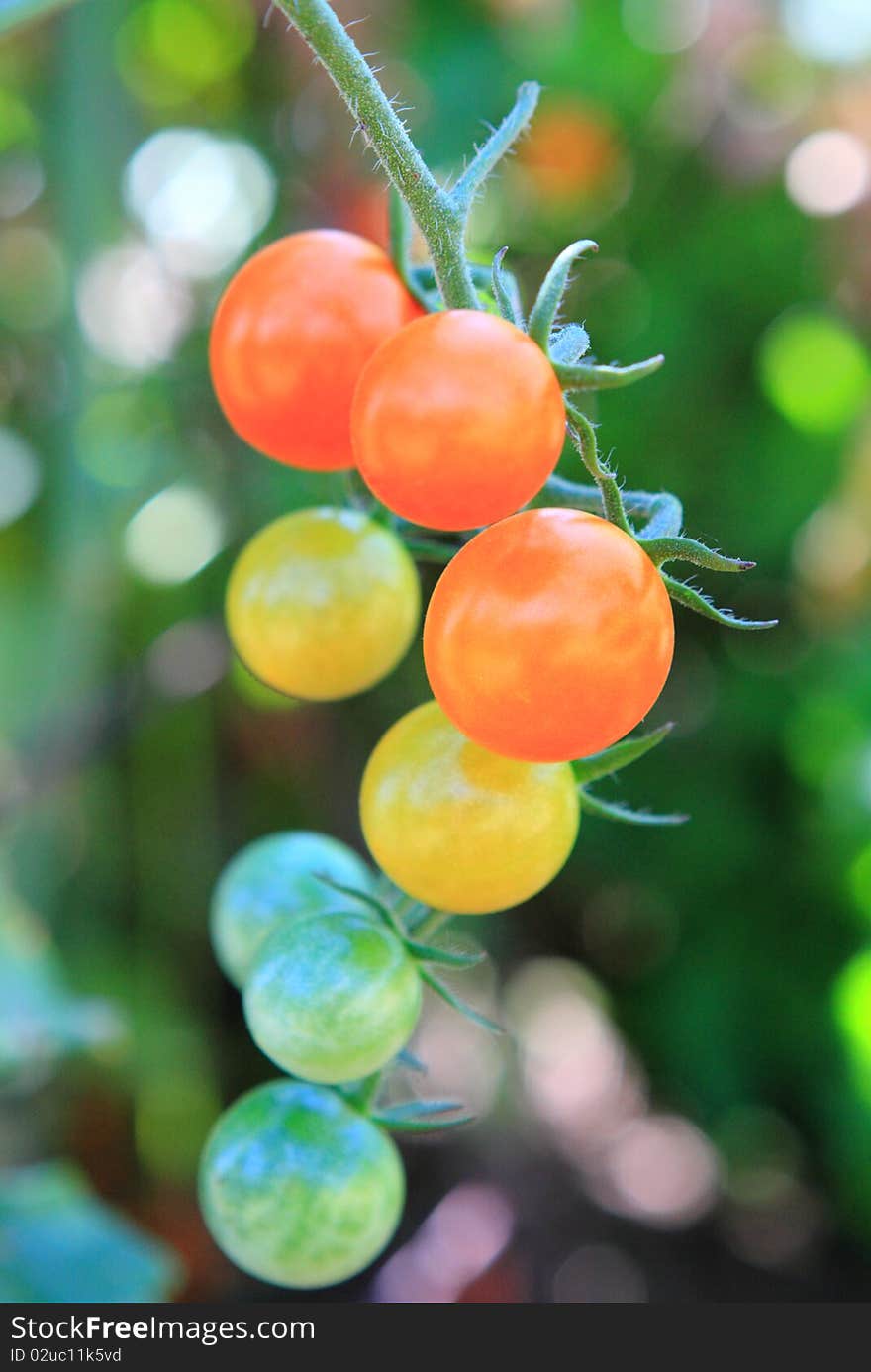 Beautiful colorful cherry tomatoes ripening on the vine. Beautiful colorful cherry tomatoes ripening on the vine