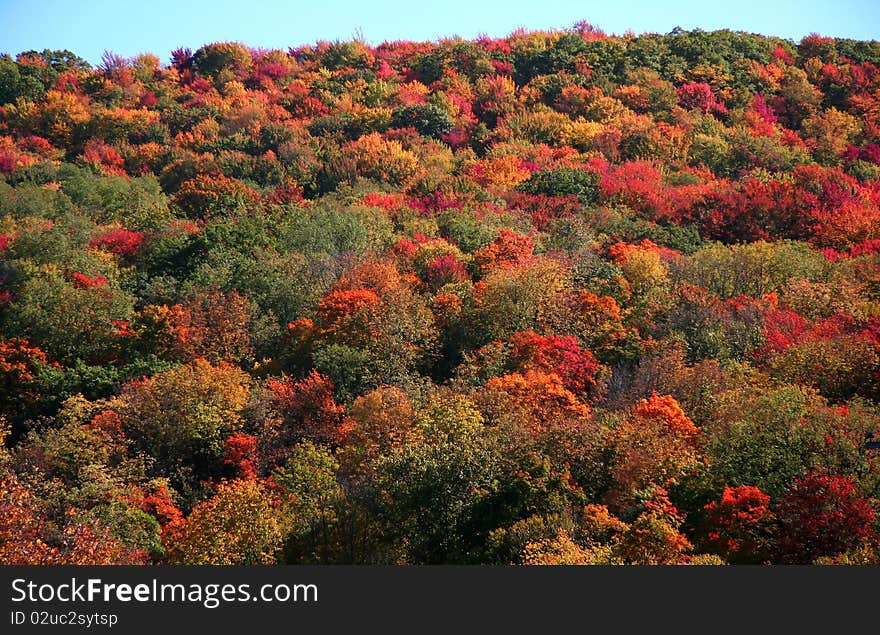 Vibrant colored trees on the hill in autumn. Vibrant colored trees on the hill in autumn