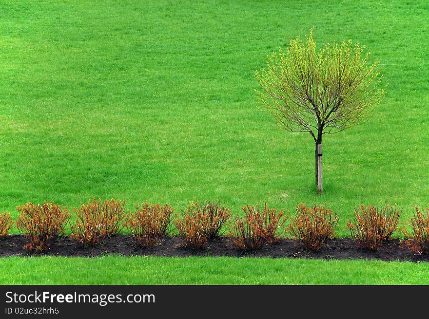 Young tree in green park