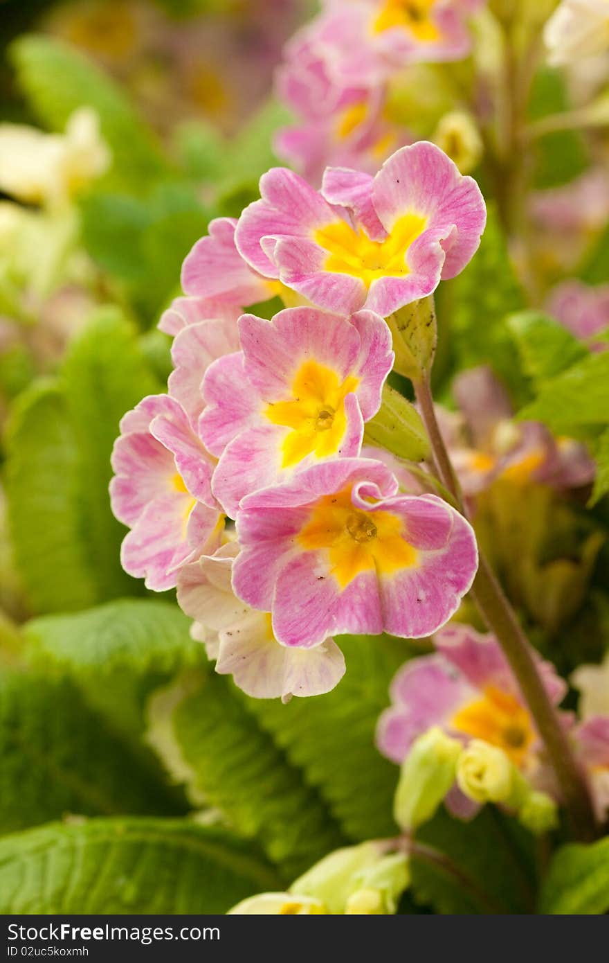 Field flowers