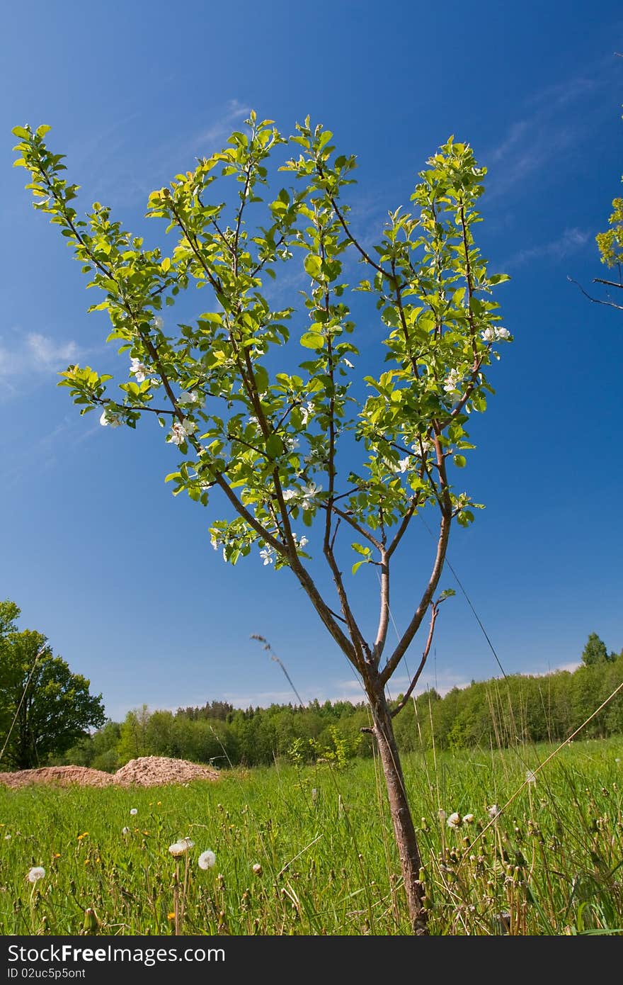 Apple tree with flowers on ble sky