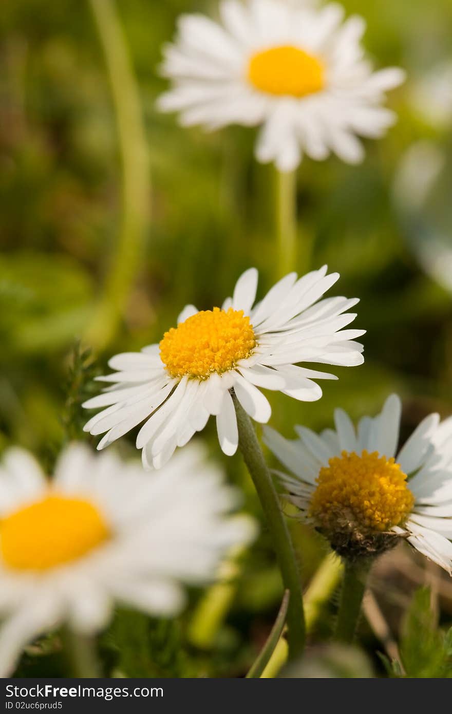 Daisy flowers macro close up in nature. Daisy flowers macro close up in nature