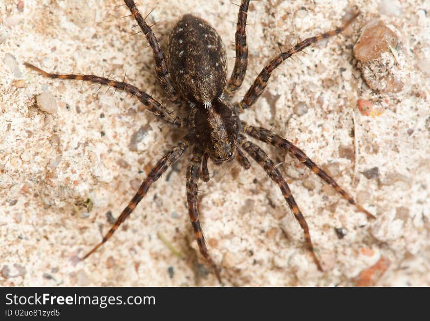 Spider in nature macro close up