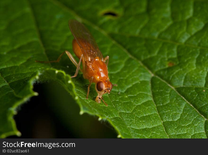 Orange fly on green leaf