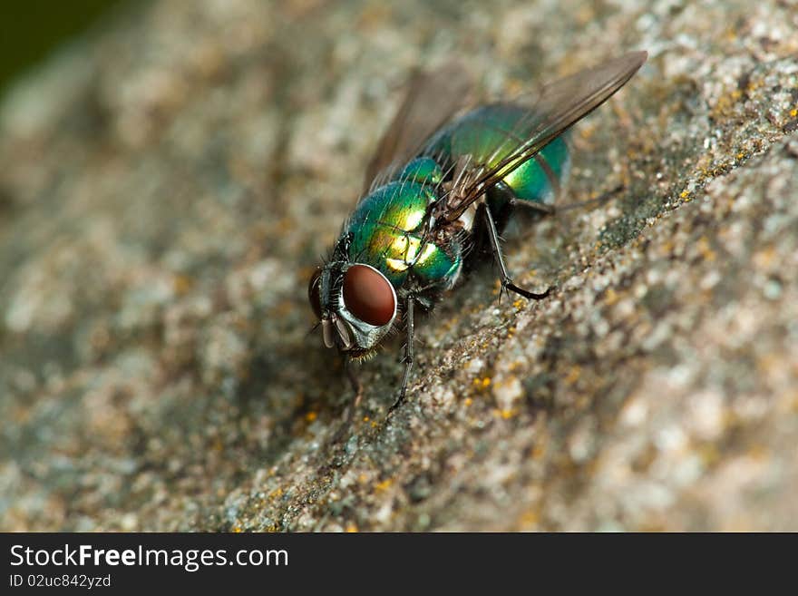 Fly on the stone in nature