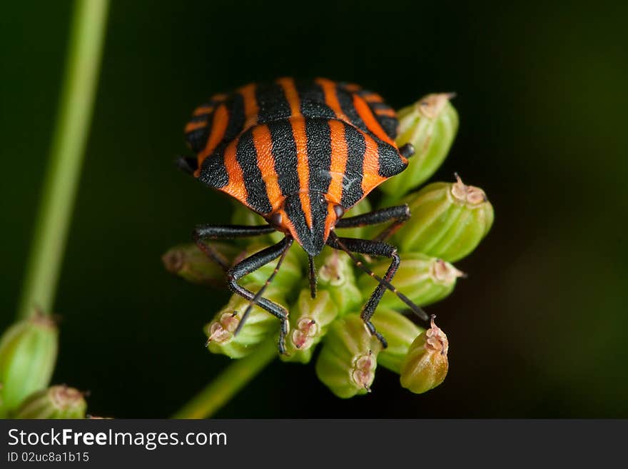 Black orange striped bug