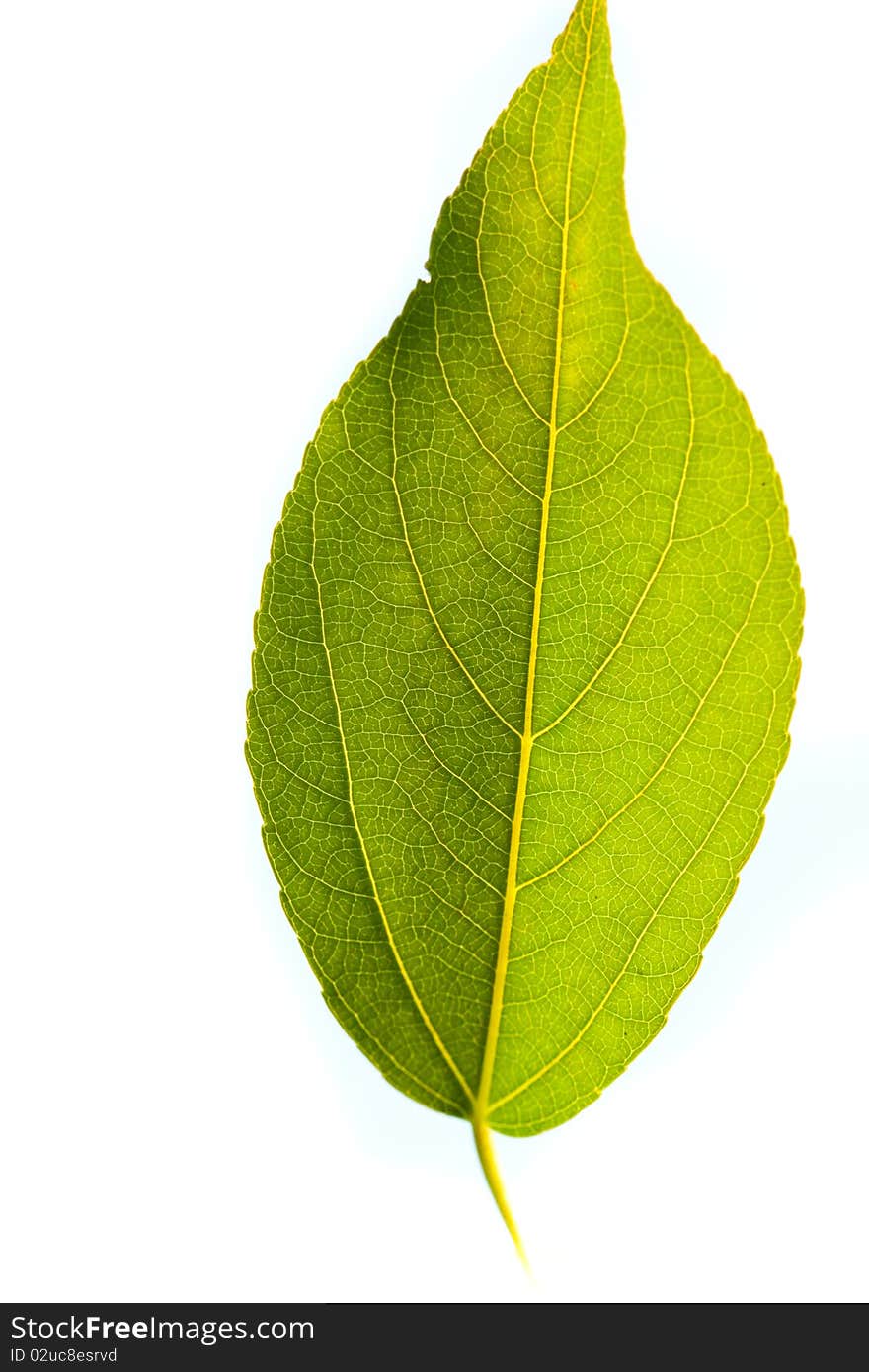 Green leaf on sunlight in anture