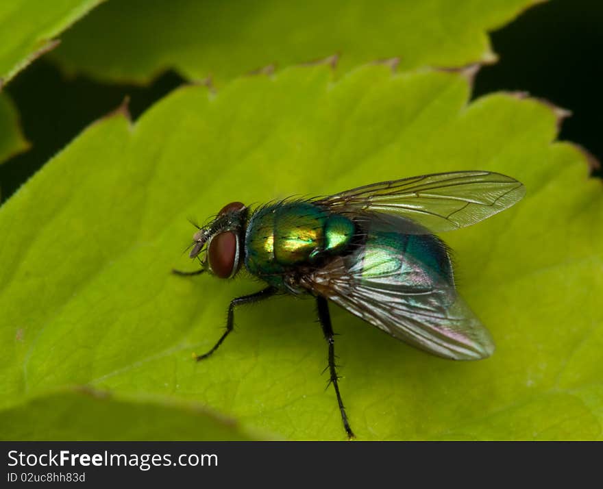 Fly on green leaf in nature close up