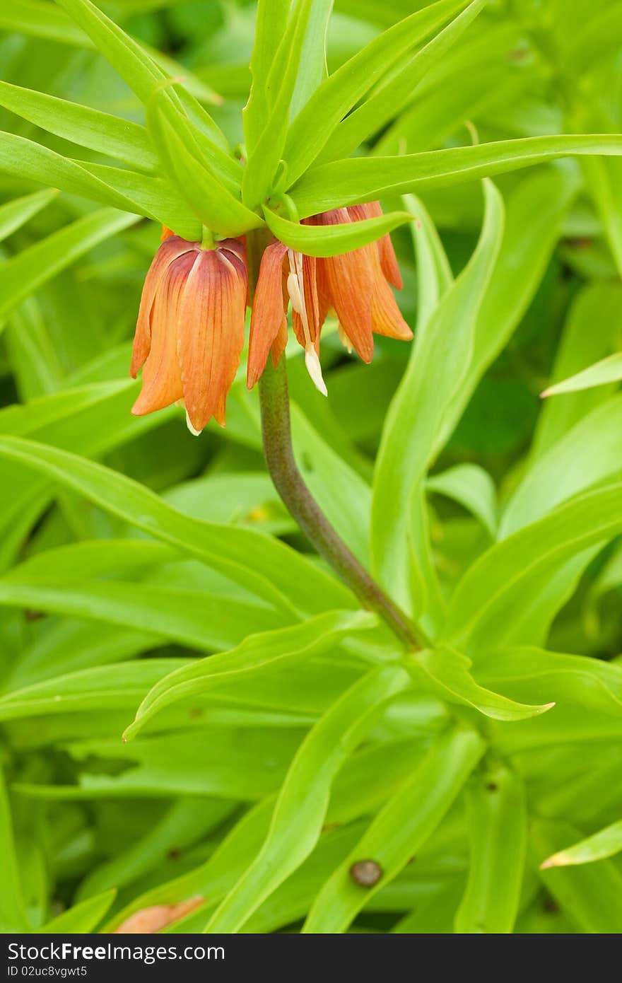 Royal crown flower in nature