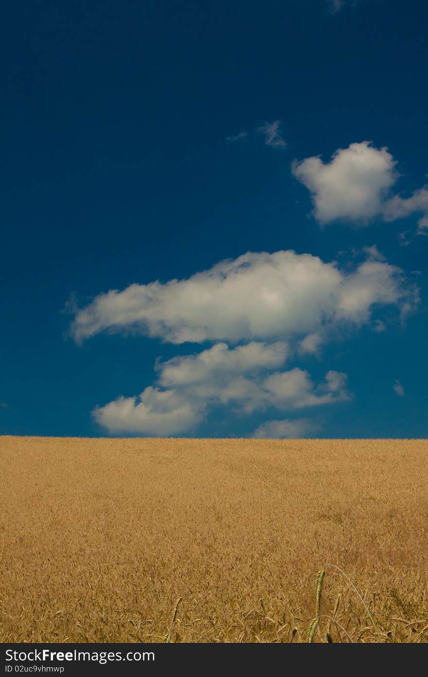 Wheat Field on blue sky background