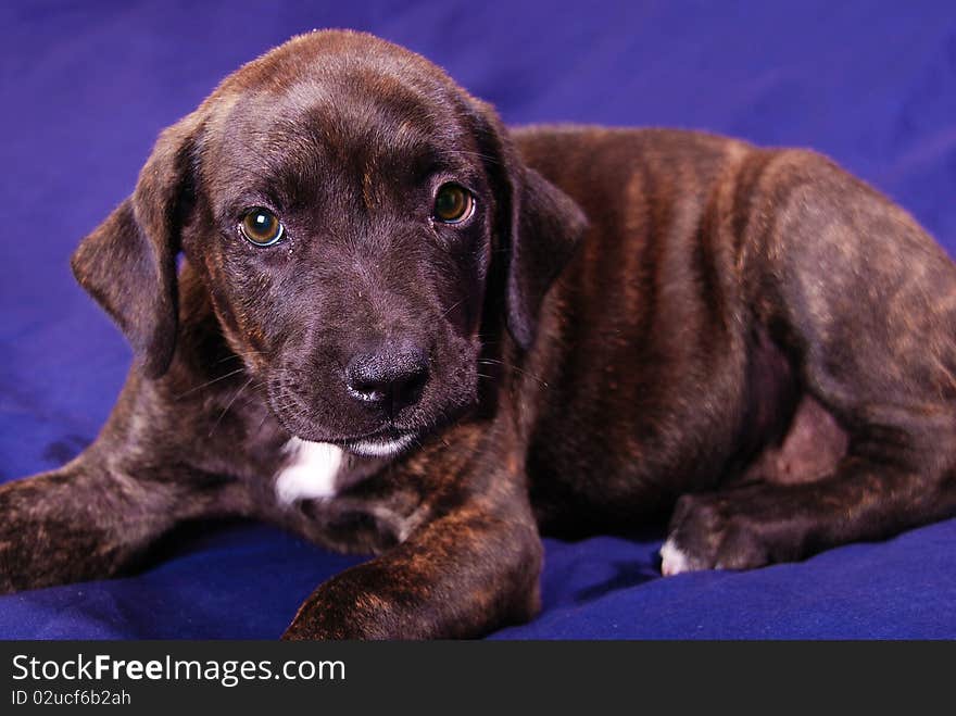 This is my new 10 week old puppy missy. she is a mixed, breed Italian Mastiff and Pressa. on a blue background in my studio. This is my new 10 week old puppy missy. she is a mixed, breed Italian Mastiff and Pressa. on a blue background in my studio.