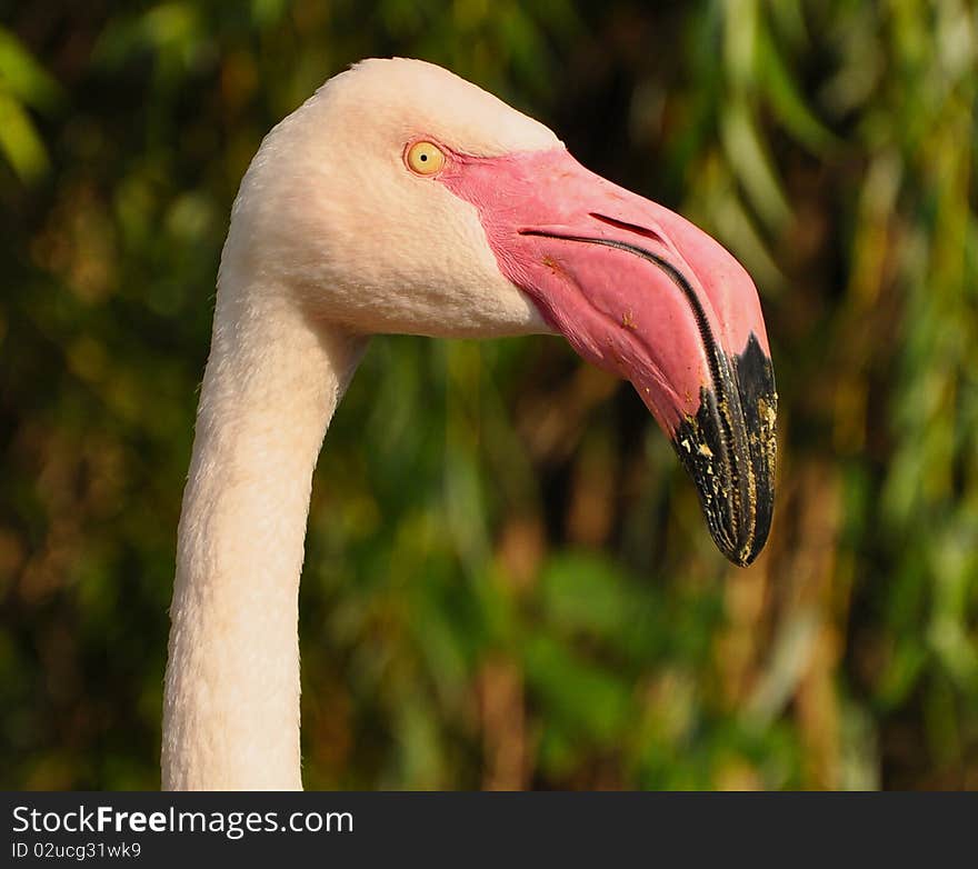 Flamingo pink head (selective focus)