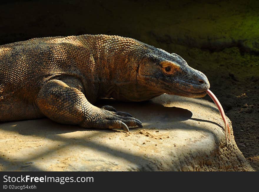 Giant lizard is eating flies.