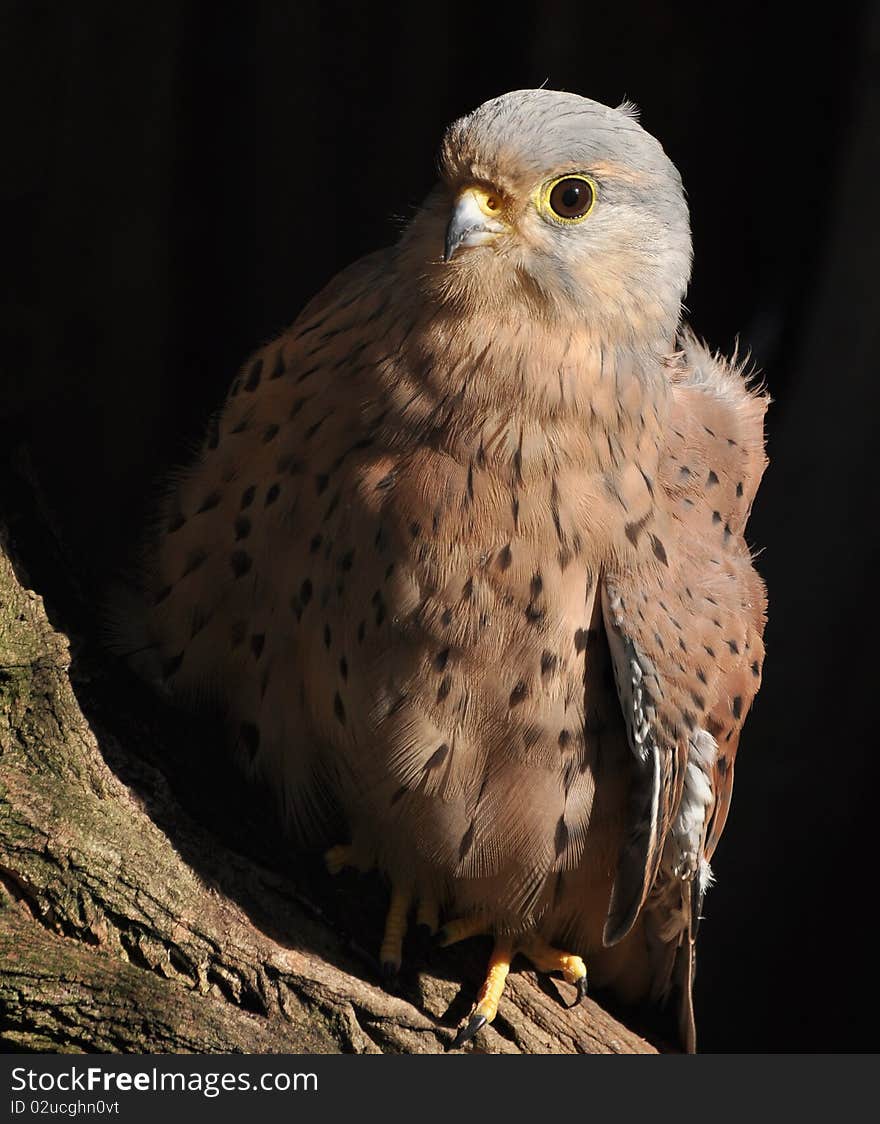 Potrait of a Rock Kestrel bird of prey. Potrait of a Rock Kestrel bird of prey