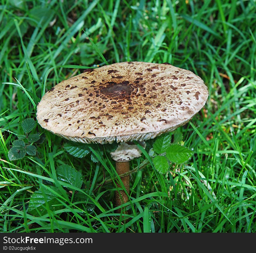 Parasol Mushroom (Macrolepiota Procera)