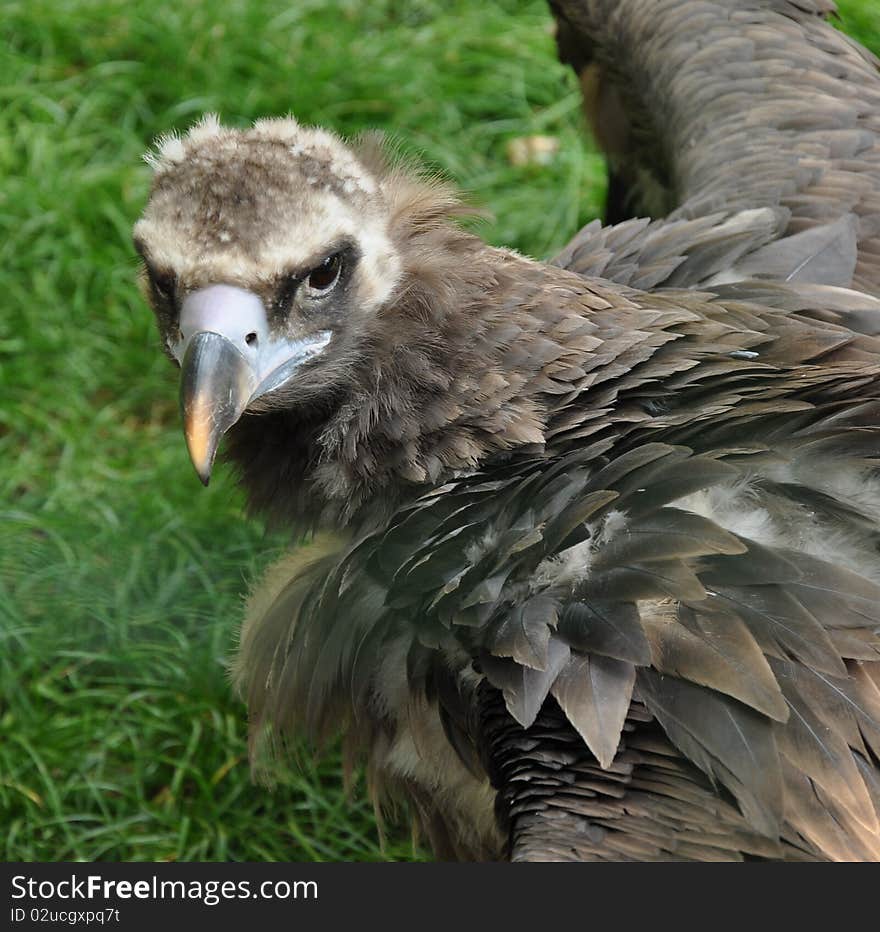 Egyptian Vulture profile also know as the white scavenger