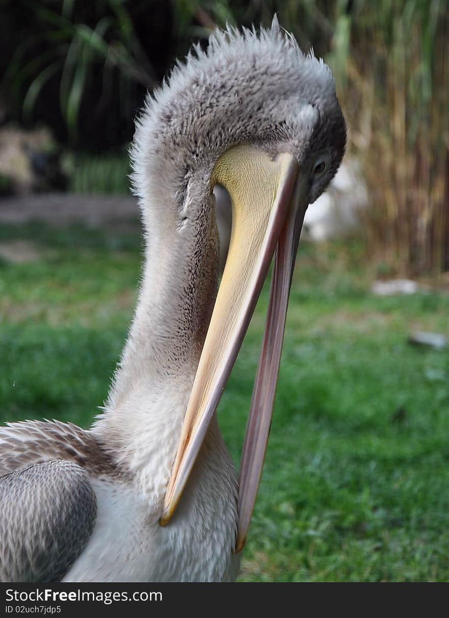 Pelican