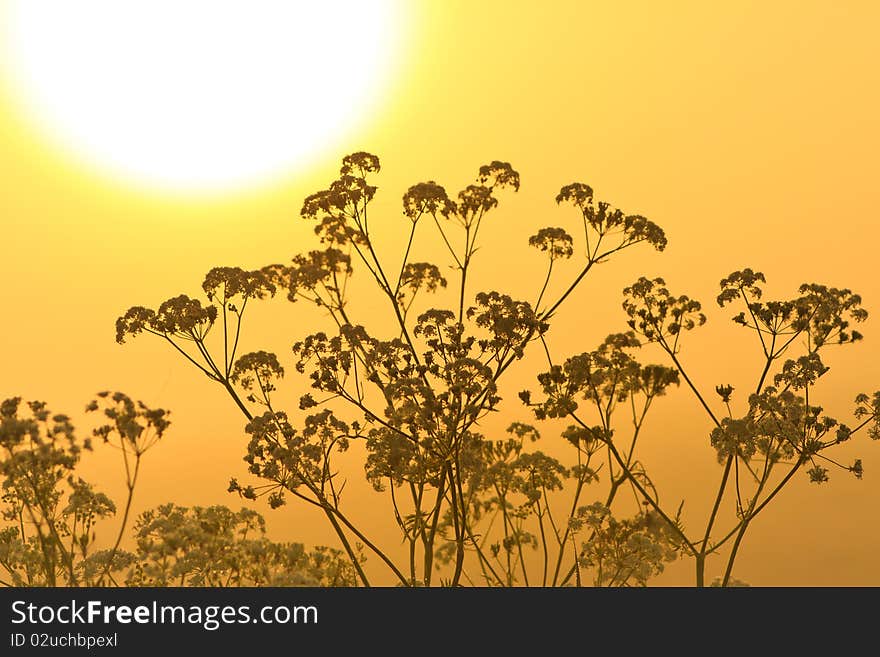 Flower silhouette at sunrise and morning mist