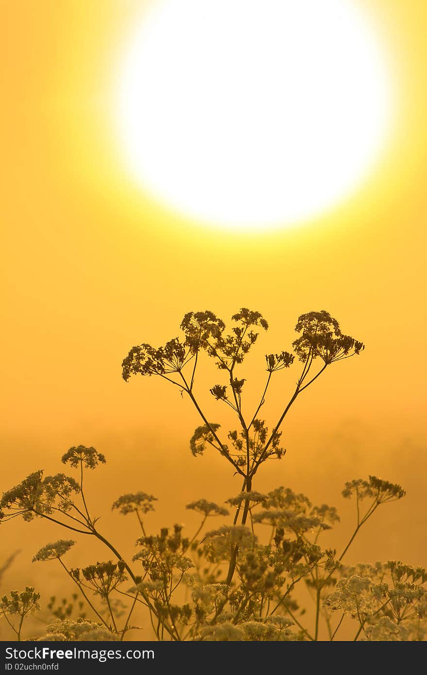 Flower silhouette at sunrise and morning mist